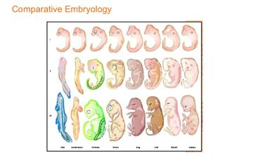 Evidence For Evolution - Comparative Embryology | Educreations