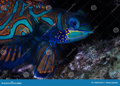 Mandarinfish in the Banda Islands in Indonesia Stock Image - Image of ...