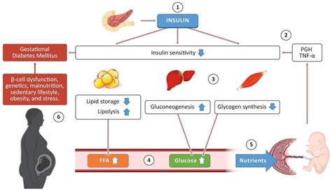 Pathophysiology Of Gestational Diabetes - vrogue.co