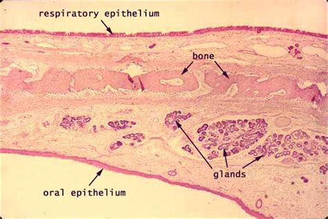 Histology at SIU