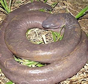 New blind snake species of found in Brazil near Amazon river-bed | Most Unbelievable & Amazing ...