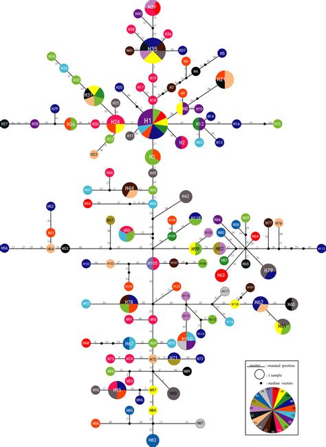 The haplotype network genealogy. Each circle represents a haplotype,... | Download Scientific ...