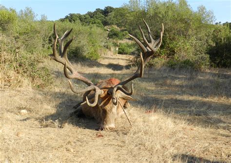 Red stag hunting » Pro Hunting Spain