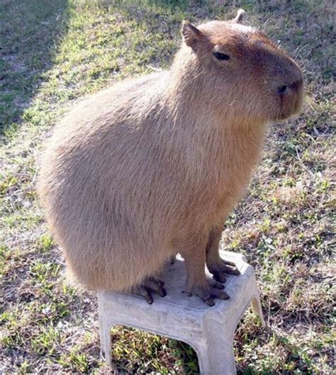 Pet Capybara (12 pics)