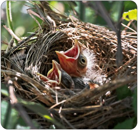 A cardinal nest easily supports the weight of the bird, as well as ...