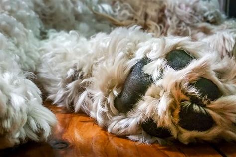 Swollen Dog Paws: Causes and Treatment | Animal Emergency Center of Tulsa