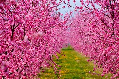 The Spectacular Peach Blossoms of Imathia, Greece