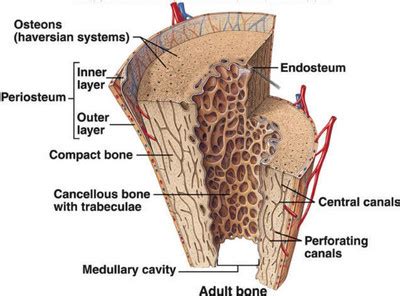 Endosteum - Function, Location and Anatomy