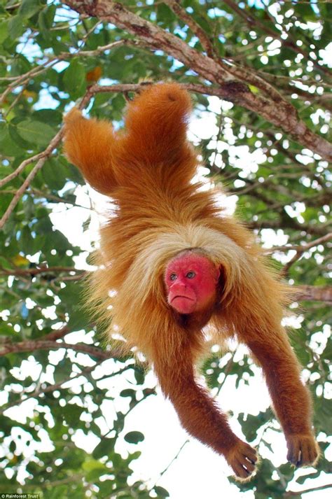 Stunning pictures of Amazon 'Lost World' the size of Wales | Weird ...