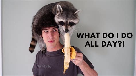 A Day in the Life of a Pet Raccoon :: 哇哇3C日誌