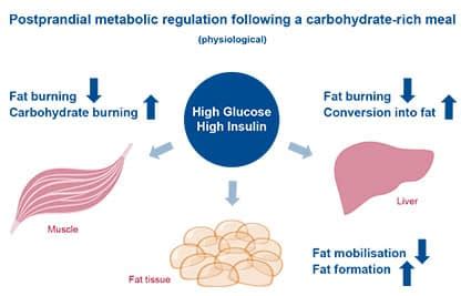 Storage Hormone Insulin – Isomaltulose