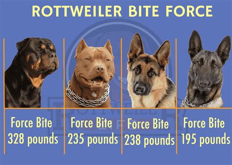 What is the strength of the rottweiler bite force? | Rottweiler Life