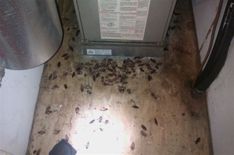 How To Prevent A Cockroach Infestation - Cockroachcontroltoronto.ca