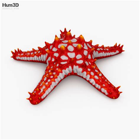 Red-Knobbed Starfish 3D model - Download Invertebrates on 3DModels.org