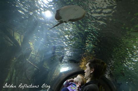 A Day at the Aquarium + Free Activity Printable - Growing Hands-On Kids