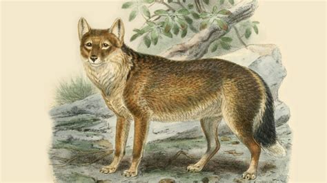 Early Indigenous visitors complicate Falkland Islands wolves’ origins ...