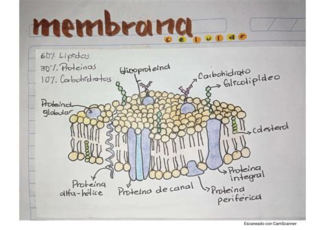 Calaméo - Dibujo de Membrana Plasmática