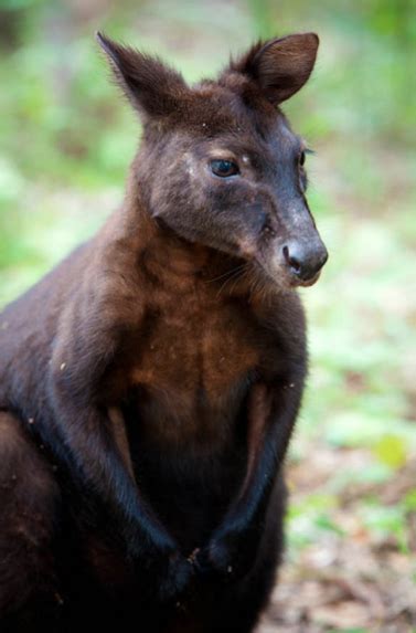 The Mysterious Black Wallaroo | Featured Creature