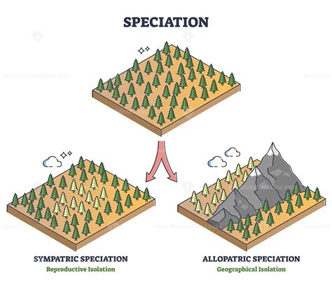 Speciation process with sympatric and allopatric division outline ...