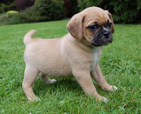 Pugalier Breed Guide | Petbarn