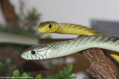 Western green mamba | Wiki | Everipedia