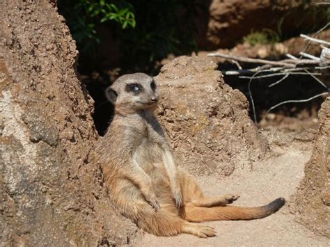 Zoo Leipzig | Zoo, Meerkat, Animals