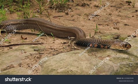 79 Mozambique spitting cobra Images, Stock Photos & Vectors | Shutterstock