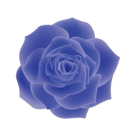 Vector blue rose flowers realistic isolated on white 35620668 Vector Art at Vecteezy