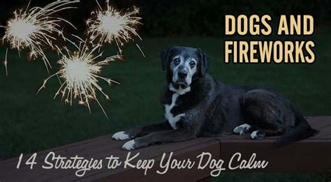 Dogs and Fireworks - 14 Strategies to Keep Your Dog Calm