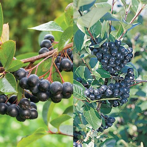 Aronia Berry Plant Collection - Aronia Berry Plants - Stark Bro's