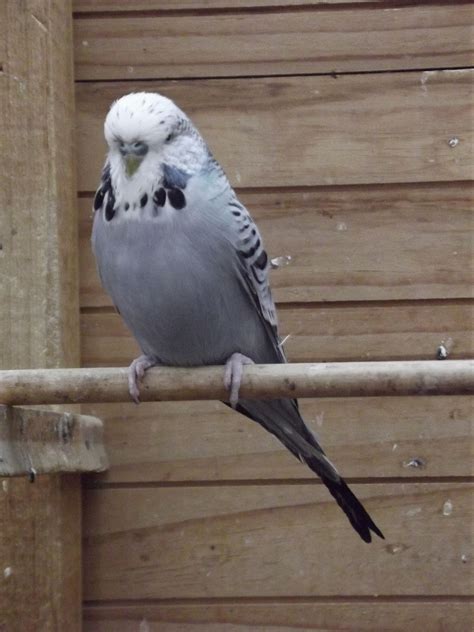 a bird sitting on top of a wooden perch