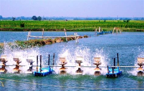 Brackish Water Aquaculture In Odisha Marks Record Growth Of 747 Percent In 10 Years ...