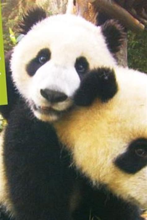 Panda bear pics – Telegraph