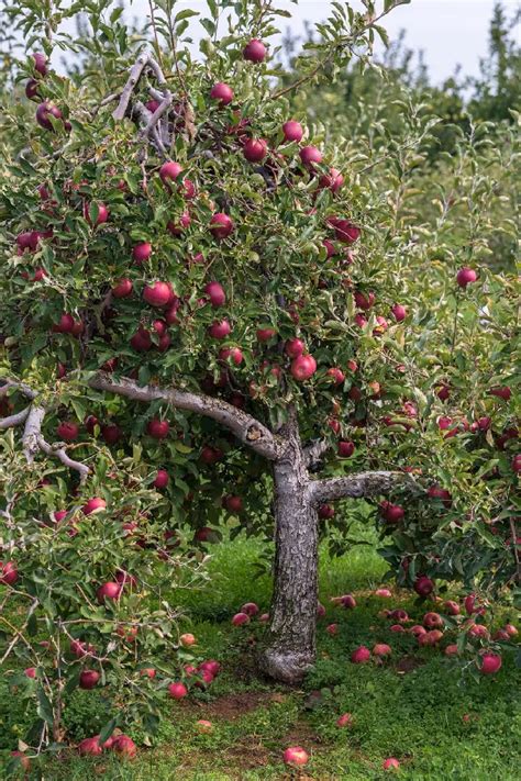 Pink Lady Apple Tree for Sale - Buying & Growing Guide - Trees.com