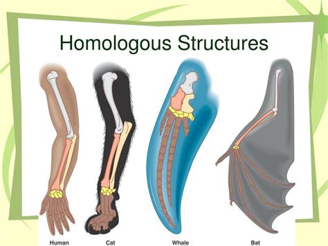 PPT - Evolution PowerPoint Presentation, free download - ID:4091783