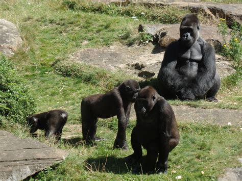 Ape,gorilla,gorilla family,monkey,animal world - free image from ...