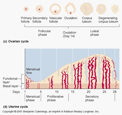 This image shows the three phases of the uterine cycle. During the ...