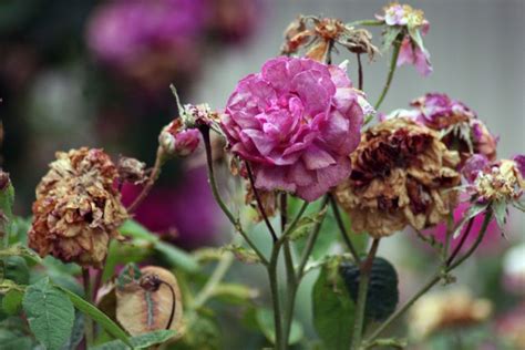 Rose Deadheading - How To Deadhead A Rose Plant | Deadheading roses ...