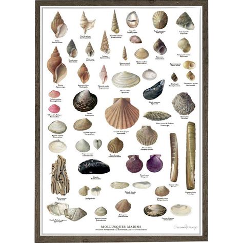 Sea clams and snails, Exclusive botanical posters, €13.27, POSTERS ...