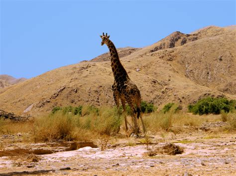 Giraffe In Namibian Desert Free Stock Photo - Public Domain Pictures