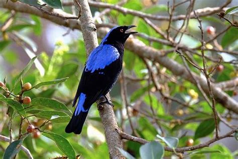 Myanmar Bird Watching Tour – 16 Days - Myanmar Tours