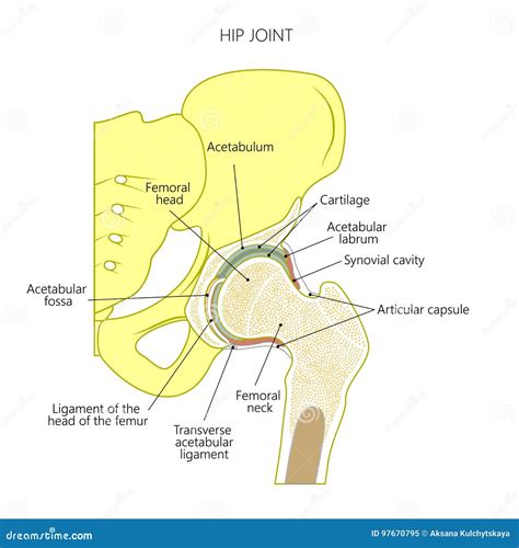 Anatomy_Hip Joint Cartoon Vector | CartoonDealer.com #97670795