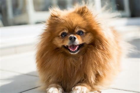 Top 10 Popular Small Dog Breeds