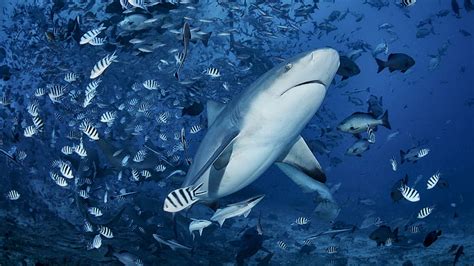 1920x1080px, 1080P free download | Big White Shark Shoaling Small Fishes Underwater Shark, HD ...