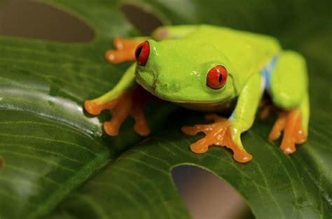 Red eyed tree frog with orange feet and blue legs | Small Surrealism | Pinterest | Tree frogs ...