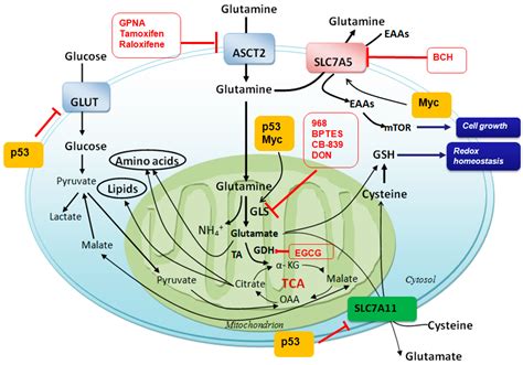 IJMS | Free Full-Text | Targeting Glutamine Induces Apoptosis: A Cancer Therapy Approach