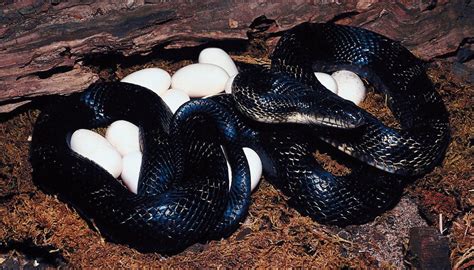 The Difference Between a Black Snake & a Racer | Sciencing