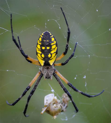 Corn Spider Photograph by Brian Stevens