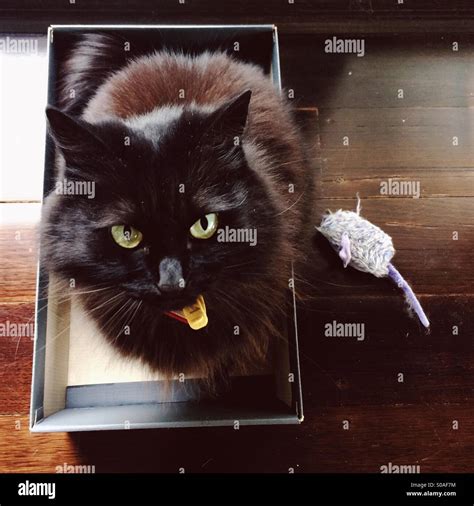 Black cat in shoe box after killing toy mouse Stock Photo - Alamy