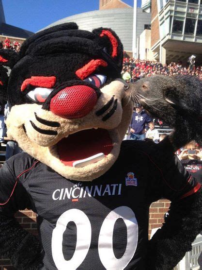 Cincinnati Bearcats: the Bearcat mascot pals around with live mascot ...